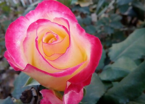 緋扇月季花期長嗎，一年能開幾次花