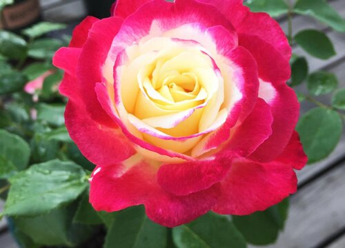 緋扇月季花期長嗎，一年能開幾次花