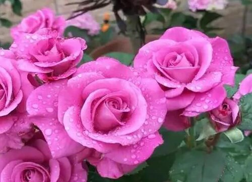 月季施肥的正確方法