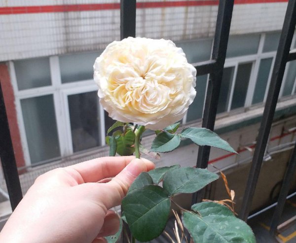 朱麗葉月季值不值得種，有啥優(yōu)缺點(diǎn)