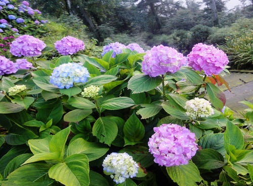 繡球花的夏天養(yǎng)護方法