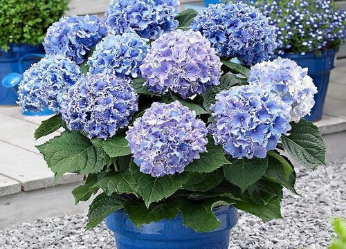 繡球無(wú)盡夏花期是什么時(shí)候