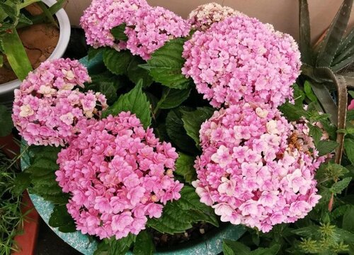 繡球無(wú)盡夏花期是什么時(shí)候