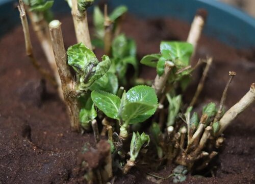 繡球什么時(shí)候換盆成活率高