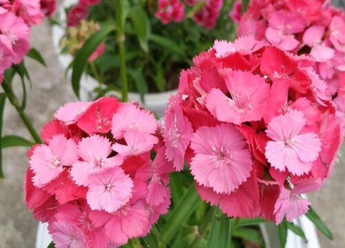 繡球花種植時間和詳細方法