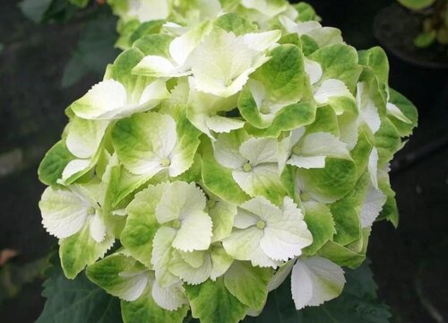 繡球花一共有多少個品種
