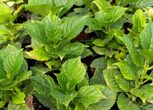繡球花耐熱嗎？