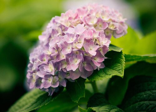 繡球花為什么叫招鬼花？