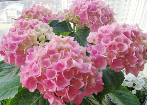 繡球花為什么叫招鬼花？