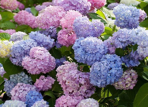 繡球花為什么不開(kāi)花