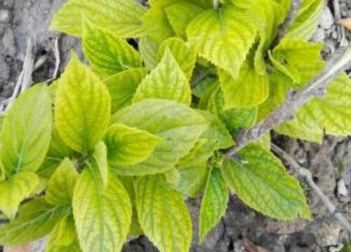 繡球花葉片發(fā)黃怎么回事？