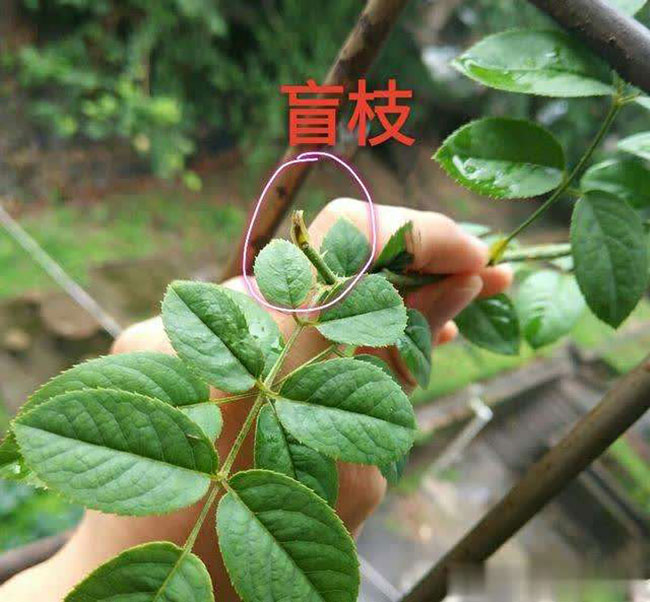 月季盲芽怎么修剪？
