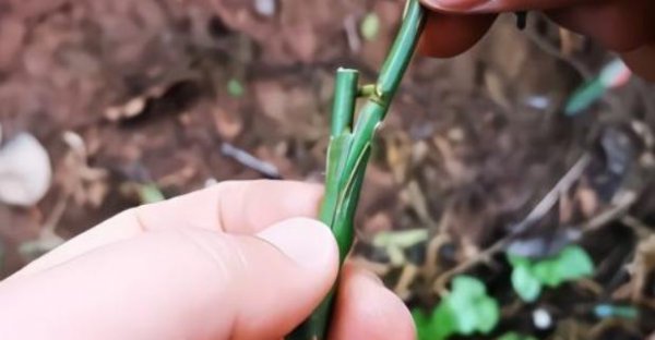 薔薇嫁接月季的優(yōu)點與缺點