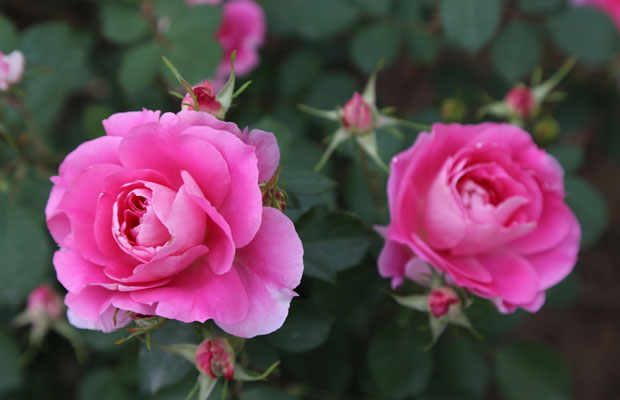 夏季月季花怎么管理養(yǎng)護？
