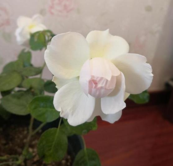波萊羅月季室內(nèi)陽臺種植效果圖賞