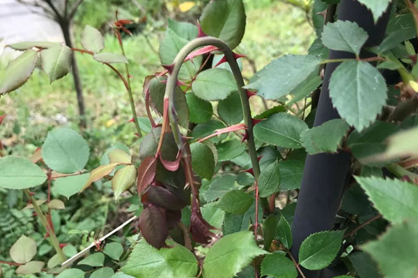 月季枝頂芽枯萎的原因是什么？
