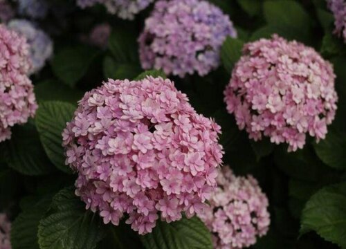 花手鞠繡球是新老枝開花嗎？