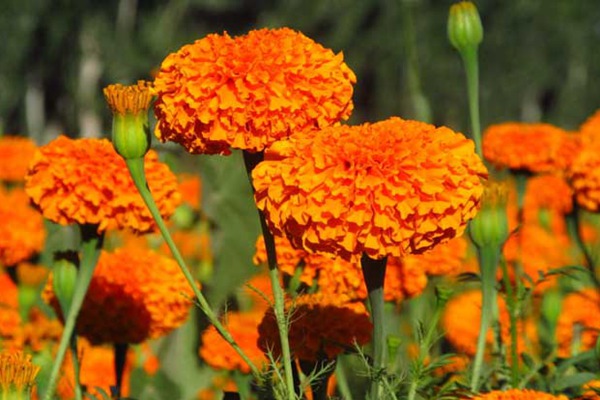 萬(wàn)壽菊