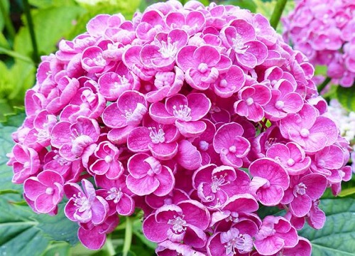 繡球花可以放在臥室里面嗎？
