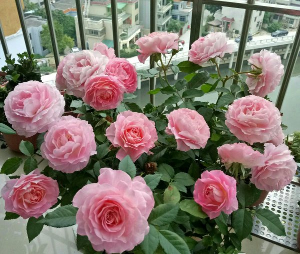 海神王月季是四季開(kāi)花嗎