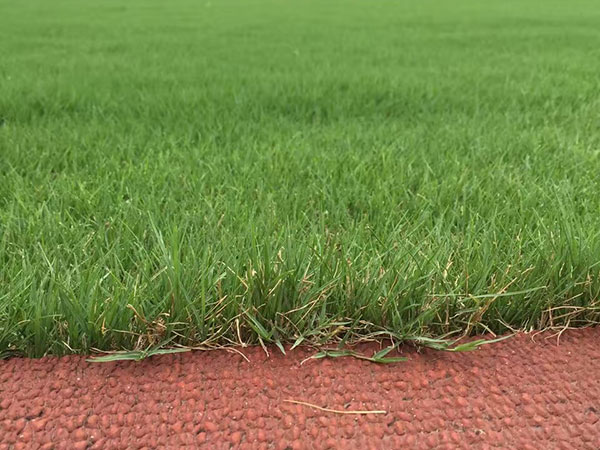 狗牙根可以用什么除草劑根除？