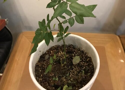 月季冬天會掉葉子嗎？