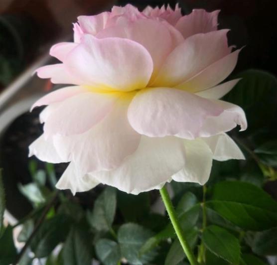 波萊羅月季室內(nèi)陽臺種植效果圖賞