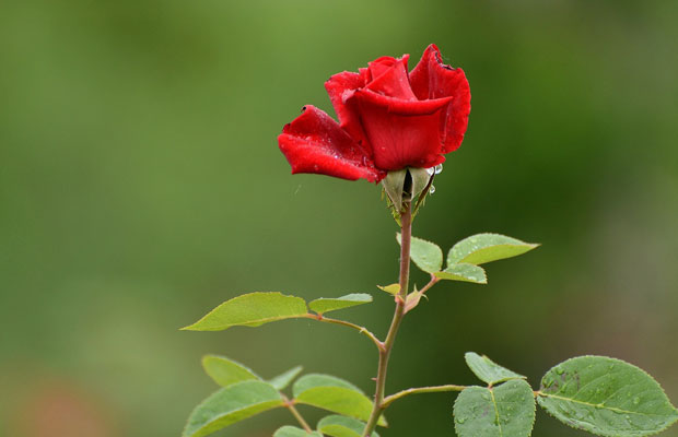 夏季月季花怎么管理養(yǎng)護？