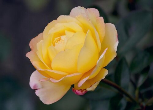 月季花什么時(shí)候剪枝葉最好