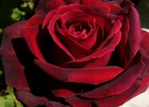 紅蕾絲月季花好養(yǎng)嗎？