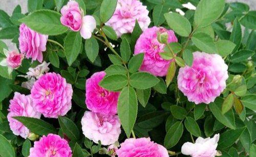 茉莉花和月季哪個更好養(yǎng)？
