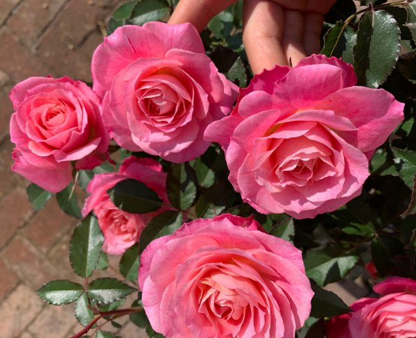 海神王月季是四季開(kāi)花嗎