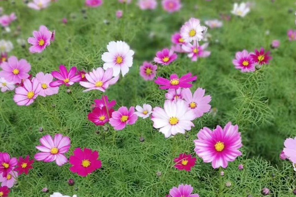 格?；ǚN子怎么種，需要泡水催芽嗎？
