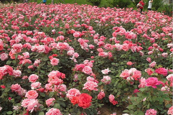 月季花的花語是什么？