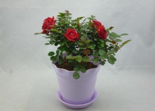 月季花病蟲(chóng)害怎么預(yù)防好