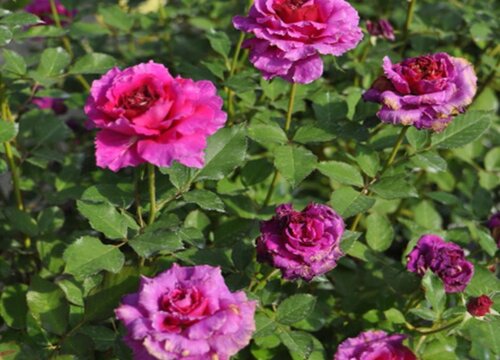 月季牙簽苗長(zhǎng)花苞需要怎么修剪