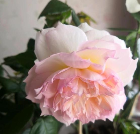 波萊羅月季室內(nèi)陽臺種植效果圖賞