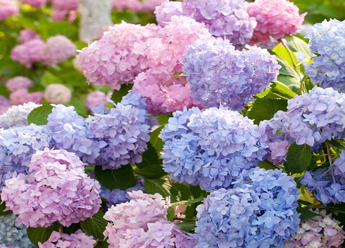 繡球花為什么叫招鬼花？