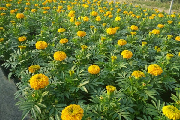 萬(wàn)壽菊