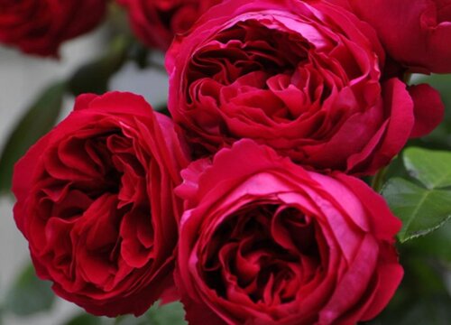 紅蕾絲月季花好養(yǎng)嗎？
