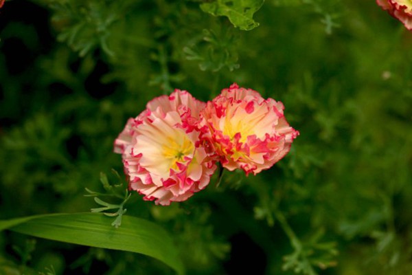 復(fù)瓣花菱草
