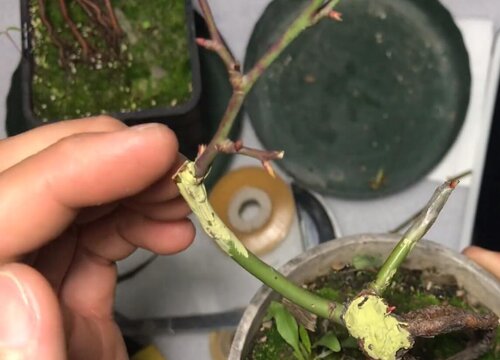 月季芽接的最佳時(shí)間