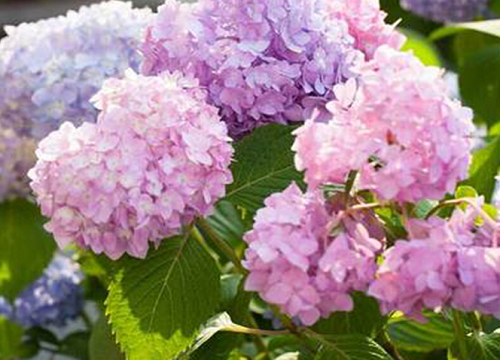 繡球花土壤板結如何處理