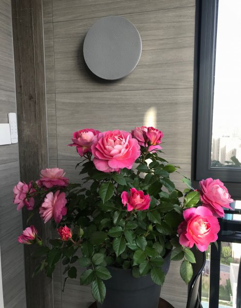 海神王月季是四季開(kāi)花嗎