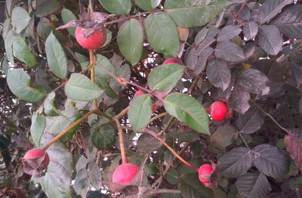 月季花種子怎么種？