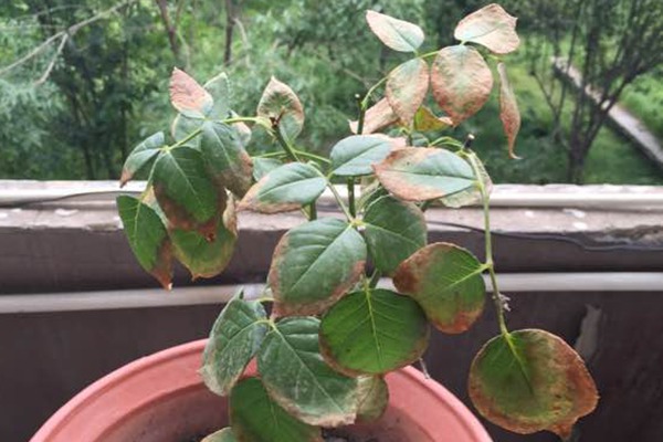 月季枝頂芽枯萎的原因是什么？