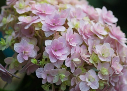 花手鞠繡球是新老枝開花嗎？