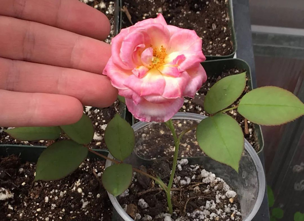 月季花種子怎么種？