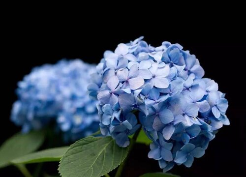繡球花可以放在臥室里面嗎？