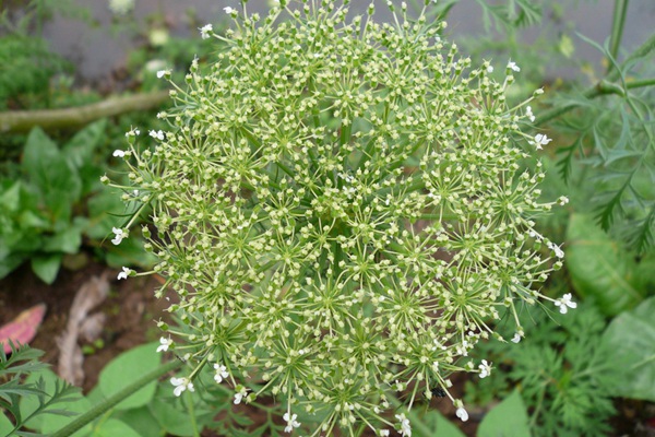 野胡蘿卜花的優(yōu)點以及如何種植